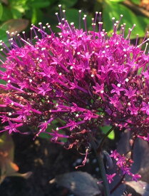 ユウギリソウ(夕霧草) ブラックナイト9cmポット 紫みを帯びた葉と紫の花がシックなユウギリソウ※1枚目の写真はイメージです。