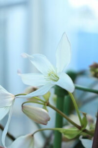 N}`X A[}fB[ 13cmO|bg Ԃ悭Ŝ𕢂悤ɂč炭 ɂ͌̍AIт͏o˂܂̂łB