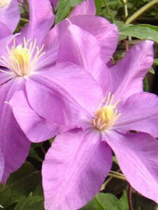 N}`X hV[go[ 12cm|bg 瓡F̑ւ̉ 1ڂ̎ʐ^̓C[WłBɂ͌̍AIт͏o˂܂̂łB