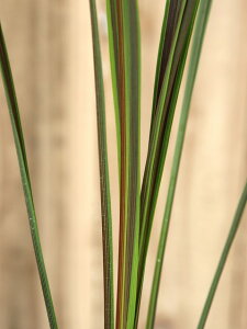 RWl GNgbN X^[ 15cmO|bg@N₩ŃX^CbVȃXgCv͗lI