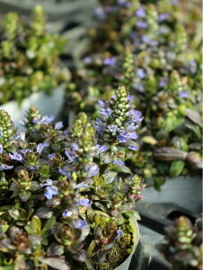 yԏI芔zAWK `R[g`bv 12cm|bg tɐF̉炵Ԃ炭1ڂ̎ʐ^̓C[Wł