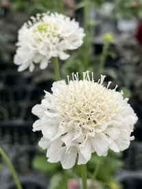 スカビオサ スクープ ミルキー 10.5cmロングポット スカビオサ切花品種の新品種スクープシリーズです ※商品写真はイメージです。