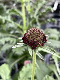 スカビオサ スクープ レッドベルベット 10.5cmロングポット スカビオサ切花品種の新品種スクープシリーズです ※商品写真はイメージです。