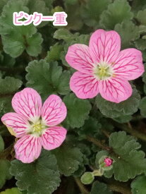 姫フウロソウ 9cmポット 2cm程の白ピンク～ピンク色の小さな花を咲かせる