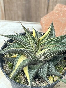 yAzA nI`A ~tHAoGK[^ 7.5cm|bg ̓ɂ͌̍̂̂Iт͂ł˂܂B