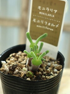 y󏭁zjA 6cm|bg `L̂悤Ȃ킢tH