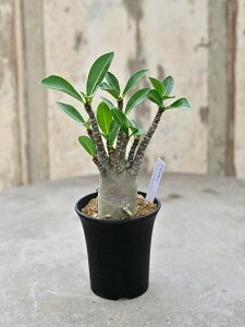 【多肉植物】アデニウム アラビカム・ブラックスキン 7cmポット シックな黒い表面が特徴的 ※写真の個体をお送りします。