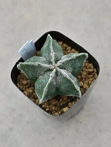 yAzAXgtBc Eg|[ 6cmO|bg ^IȑA ʐ^̌̂肵܂B