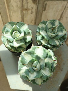 アガベ 雷神 7.5cmポット 小型品種 赤い棘のある葉がロゼット状に美しく人気 ※写真の植木鉢は別売りです。