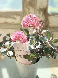 Z_ JXo~Zo 7.5cmO|bg O[_[Np[v̗tI