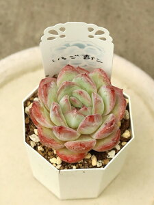 �y�����A���z�G�P�x���A8�i�� 6cm�|�b�g �F�Ƃ�ǂ�̃G�P�x���A