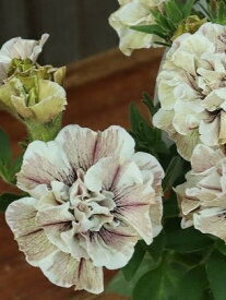ペチュニア ジュリエットシリーズ モダンホワイト 10.5cmポット 大人カラーのペチュニア 秋まで咲く 寄せ植えでも単品植えでもオシャレに ※花色・花姿には幅がございます。