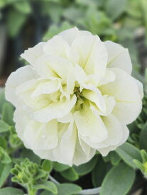 【人気品種】 八重咲きペチュニア パニエシリーズ 10.5cmポット 栄養系 八重の花型が非常に美しいペチュニア ※写真はイメージです。現在は花無し株