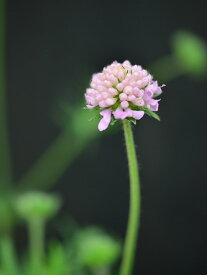 クナウティア ミゼットモーブス 10.5cmロングポット 丈夫でライラックピンクの可愛らしい花を咲かせる