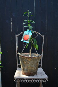 yʁzԃ 12cmO|bg ݎ͂Ă܂Bꖇڂ̎ʐ^͕̔ʔłB