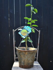 yÂzXC[g 12cmO|bg ݎ͂Ă܂Bꖇڂ̎ʐ^͕̔ʔłB