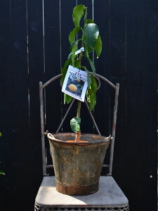 xKbgIW 12cmO|bg ݎ͂Ă܂Bꖇڂ̎ʐ^͕̔ʔłB