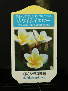 yAEgbgzvA `F}CRNV 10.5cmO|bg nCACԂ̉