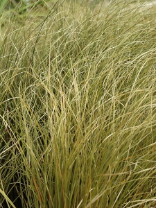 JbNX tQtF 15cm|bg F̗tVbNłȃOX