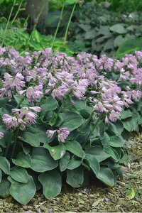 zX^ u[}EXC[Y 12cmO|bg ƂĂŁAOhJo[Ԓd̉AAłIXX ꖇڂ̎ʐ^̓C[Wł~͒n㕔͂xԂɂȂ܂