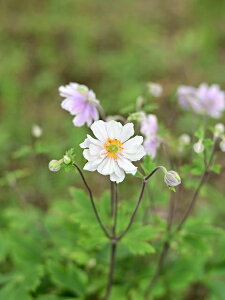 All bthX 13.5cm|bg ԕقtɂȂ锒̑֍