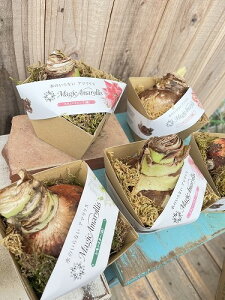 �y�l�C�z�}�W�b�N�A�}�����X���� �����y������Ȃ��s�v�c�ȋ��� ���ʐ^�̓C���[�W�ł��B