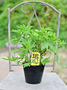 シトロンゼラニウム スーパーレモン 13.5cmポット レモンのにおいが強い