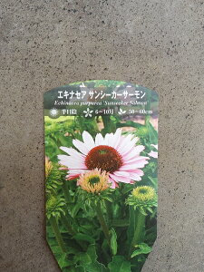 GLiZA 9cm|bg ʂȃCibv ʐ^̓C[Wł