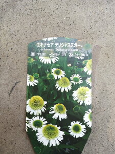 �G�L�i�Z�A 9cm�|�b�g ���ʂȃ��C���i�b�v ���ʐ^�̓C���[�W�ł�