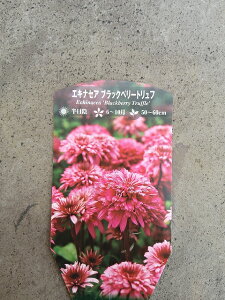 GLiZA 9cm|bg ʂȃCibv ʐ^̓C[Wł