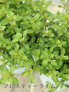 ^C tXeB[C 7.5cm|bg u₩ȃCO[̃^C