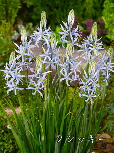 y9{ׁzHA J}VA eʂ͕iɂقȂ܂ʐ^̓C[Wł