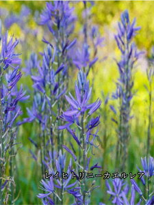 y9{ׁzHA J}VA eʂ͕iɂقȂ܂ʐ^̓C[Wł