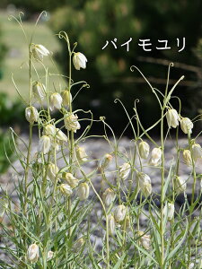 【9月下旬入荷】秋植え球根 フリチラリア ※内容量は品種により異なります※写真はイメージです