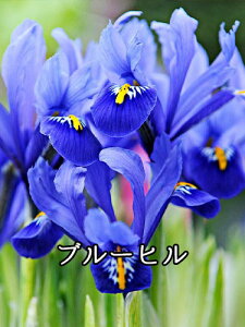 y9{ׁzHA ~jACX eʂ͕iɂقȂ܂ʐ^̓C[Wł