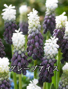 y9{ׁzHA XJ eʂ͕iɂقȂ܂ʐ^̓C[Wł