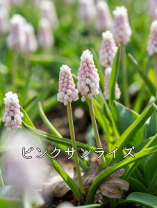 y9{ׁzHA XJ eʂ͕iɂقȂ܂ʐ^̓C[Wł