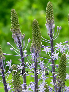 y9{ׁzHA V[ eʂ͕iɂقȂ܂ʐ^̓C[Wł