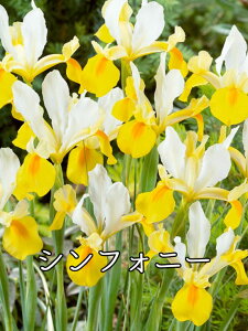 y9{ׁzHA _b`ACX VtHj[ 4 ʐ^̓C[Wł