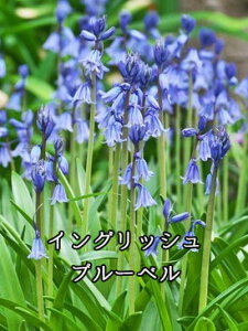 【9月下旬入荷】秋植え球根 ヒアシンソイデス  イングリッシュブルーベル ヒスパニカエクセルシオール※内容量は品種により異なります※写真はイメージです