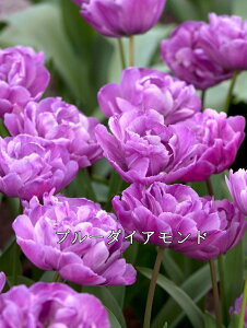 y9{ׁzHA `[bv eʂ͕iɂقȂ܂ʐ^̓C[Wł