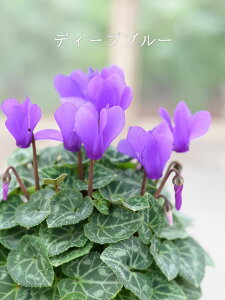 yҖ]!!VNz~jVN hS 9cm|bg Җ]̐VNN{i̔!! F`͂Iтł܂BB