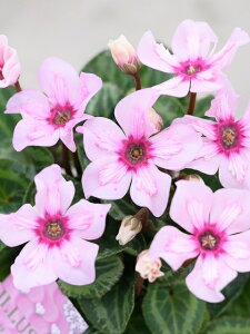 ylC!!z~jVN C[WA sNe 9cm|bg ԕقɍ炭pƂĂzIȑlCi F`͂Iтł܂BB