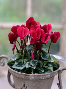 ylCzyK[fVN ^LV[h 9cm|bg t̒ɔւy߂i F`͂Iтł܂BB