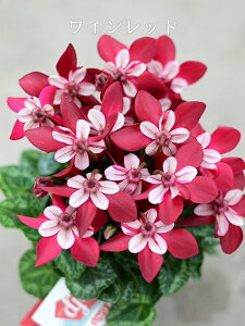 ~jVN X[p[WbNX 9cmO|bg Ԏǂ̉Ԃтj[NȌ`ił F`͂Iтł܂BB