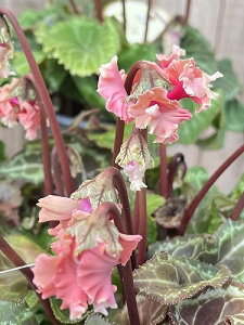 K[fVN X̗dV[Y 9cm|bg AeB[NJ[ƂĂ FF͂Iтł˂܂BB