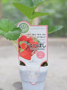 c ڂ 9cm|bg Â݁A_̃oXǂl̂