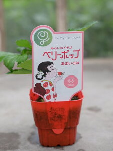 c x[|bvV[Y ܂ 9cm|bg ʓ_炩W[V[