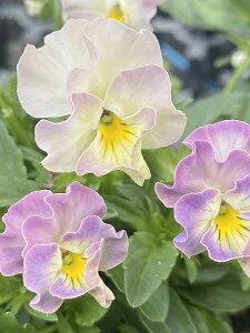 s_rIt rI ؂ 10.5cm|bg 摜̓C[WłBʐ^̂悤ɑ傫FF͂Iтł˂܂B