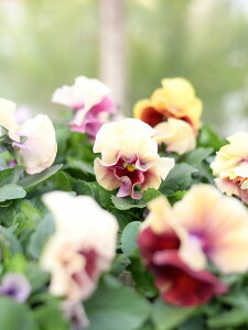 ylCzrI Ao[`F 10.5cm|bg ԓaIWi ʐ^̓C[WłBFAF╿̎w͏o܂B